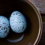robins-egg